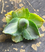 Load image into Gallery viewer, Agave 'Ohi Raijin'
