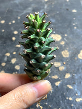 Load image into Gallery viewer, Monadenium guentheri
