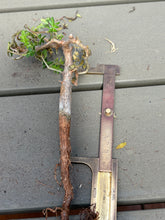 Load image into Gallery viewer, Commiphora monstruosa
