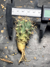 Load image into Gallery viewer, Glandulicactus Unicatus
