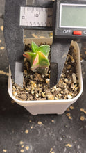 Load image into Gallery viewer, Astrophytum myriostigma variegated（96）
