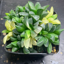 Load image into Gallery viewer, Haworthia heidelbergensis variegated

