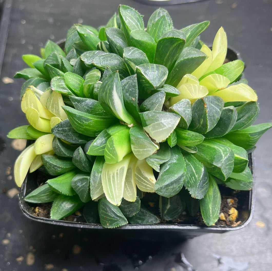 Haworthia heidelbergensis variegated