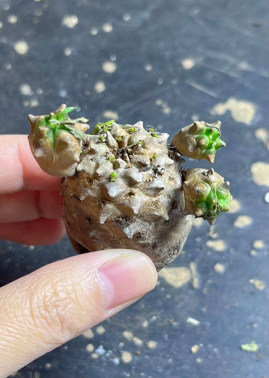 Euphorbia cv. Cocklebur