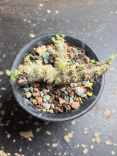 Load image into Gallery viewer, Sarcocaulon peniculinum
