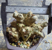 Load image into Gallery viewer, Phyllobolus resurgens
