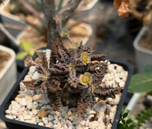 Load image into Gallery viewer, Euphorbia tulearensis
