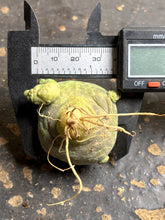 Load image into Gallery viewer, Pseudolithos cubiformis
