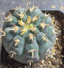 Load image into Gallery viewer, GYMNOCALYCIUM spegazzinii v.unguispinum
