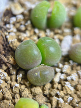 Load image into Gallery viewer, Gibbaeum pilosulum
