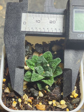 Load image into Gallery viewer, Ariocarpus Fissuratus
