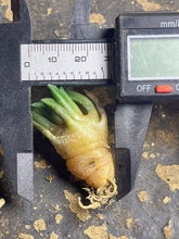 Load image into Gallery viewer, Ariocarpus kotschoubeyanus
