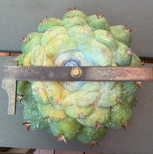 Load image into Gallery viewer, Coryphantha elephantidens（big)
