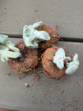 Load image into Gallery viewer, Sinningia leucotricha (Hoehne) H. E. Moore（each）
