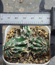 Load image into Gallery viewer, Euphorbia columnaris
