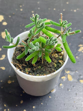 Load image into Gallery viewer, Drosanthemum eburneum
