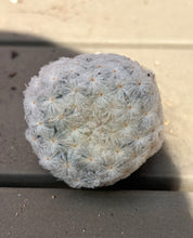 Load image into Gallery viewer, Mammillaria plumosa
