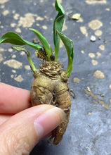 Load image into Gallery viewer, Euphorbia itremensis
