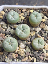 Load image into Gallery viewer, Lophophora peyote( each)

