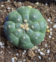 Load image into Gallery viewer, Astrophytum asterias cv. Kikko
