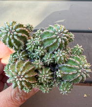 Load image into Gallery viewer, Euphorbia sepulta
