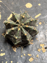 Load image into Gallery viewer, Cactus
