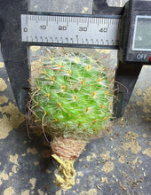 Load image into Gallery viewer, Mammillaria
