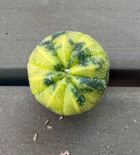 Load image into Gallery viewer, Astrophytum asterias Variegated
