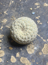 Load image into Gallery viewer, Euphorbia piscidermis

