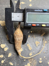 Load image into Gallery viewer, Operculicarya pachypus
