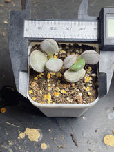 Load image into Gallery viewer, Adromischus
