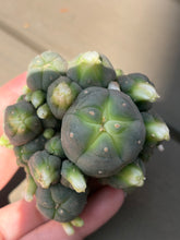 Load image into Gallery viewer, Lophophora Williamsii
