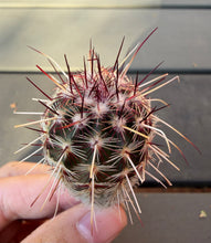 Load image into Gallery viewer, Echinocereus viridiflorus subsp. davisii
