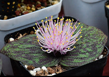 Load image into Gallery viewer, Hyacinthaceae Massonia pustulata
