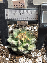 Load image into Gallery viewer, Turbinicarpus alonsoi
