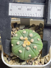 Load image into Gallery viewer, Astrophytum asterias

