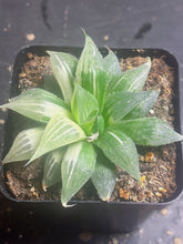 Load image into Gallery viewer, Haworthia Variegated
