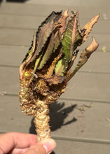 Load image into Gallery viewer, Euphorbia Francoisii
