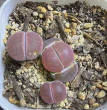 Load image into Gallery viewer, C272 KO Lithops ( a pot)
