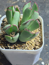 Load image into Gallery viewer, Conophytum bilobum
