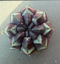 Load image into Gallery viewer, Cactus Gymnocalycium mihanovichii 'Daydream'
