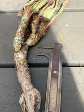 Load image into Gallery viewer, Euphorbia Francoisii
