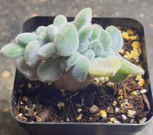Load image into Gallery viewer, Succulent Echeveria pulvinata frosty crested
