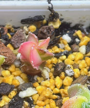 Load image into Gallery viewer, Astrophytum myriostigma variegated
