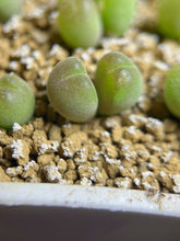 Load image into Gallery viewer, Gibbaeum pilosulum

