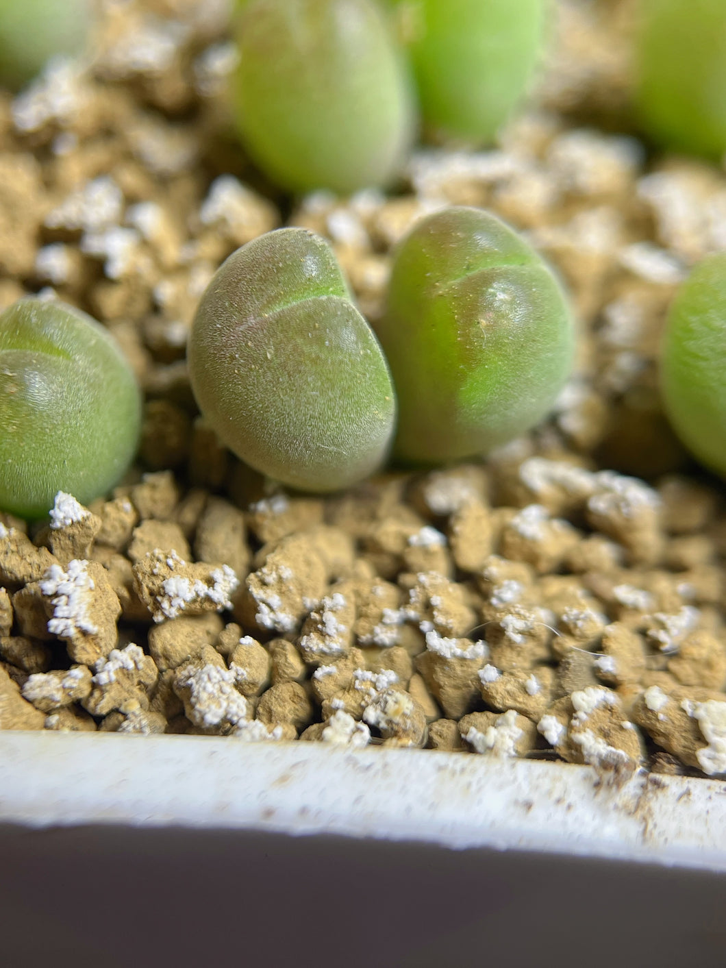 Gibbaeum pilosulum