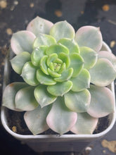 Load image into Gallery viewer, Echeveria &#39;Tinkerbell&#39; Variegated
