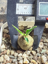Load image into Gallery viewer, Euphorbia itremensis
