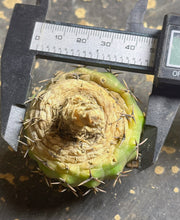 Load image into Gallery viewer, Gymnocalycium bodenbenderianum
