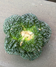 Load image into Gallery viewer, Ariocarpus Godzilla
